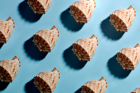 Seashell pattern on a blue background with shadow, close-upの写真素材