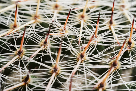 Close up of cactus with long thorns, selective focus.の写真素材