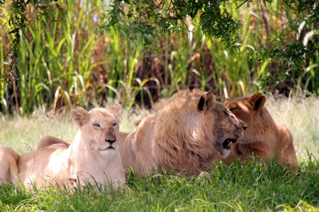 lionsの写真素材