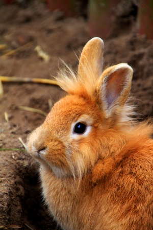 Rabbitの写真素材