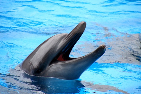 Dolphinの写真素材