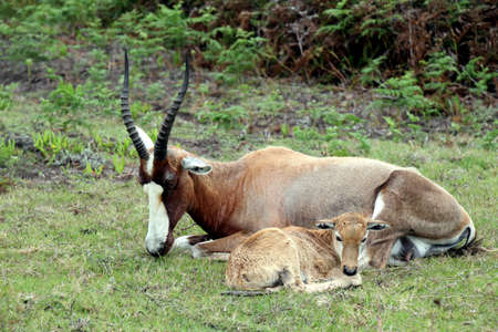 Bontebockの写真素材