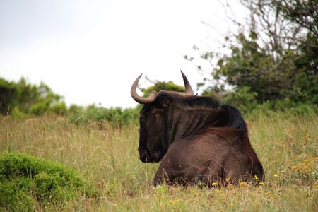 Gnu