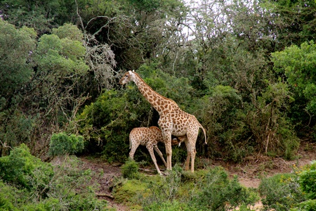 Two giraffes, South Africaの写真素材