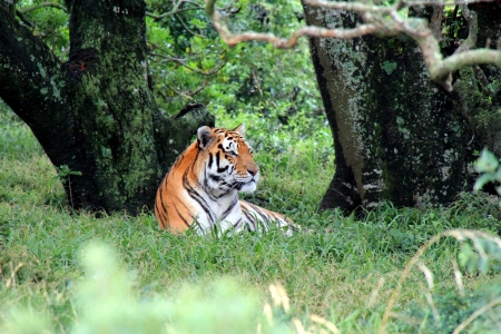 Tigerの写真素材