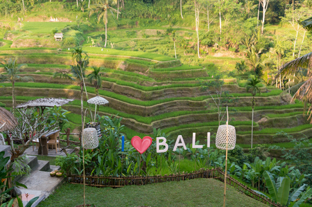 Best place for taking a selfie in front of the idyllic Tegalalang Rice terraces near Ubud, Baliの写真素材