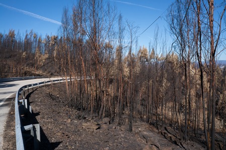 Burned trees near a road in Pedrogao Grande after the wildfires of 2017