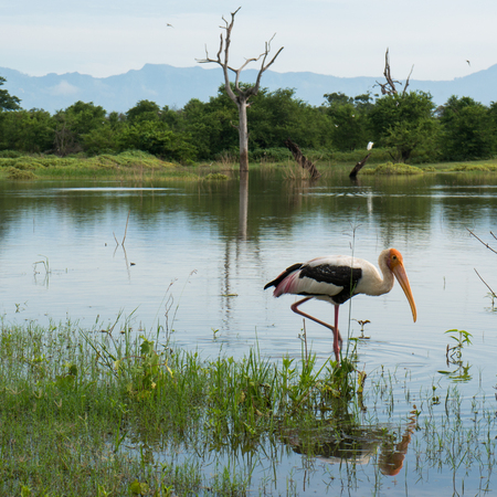 An adult painted stork stands in the shallow water of a lake in Udawalawe National Park in Sri Lankaの写真素材