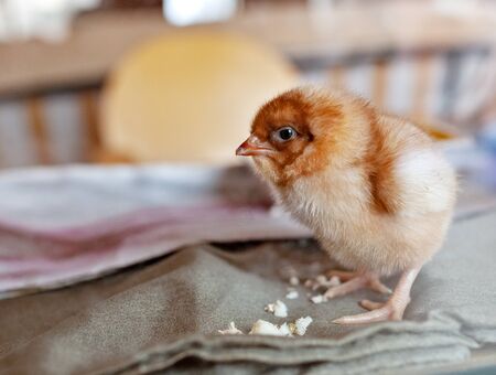 Small brown chicken on the fabric. Young birdの写真素材