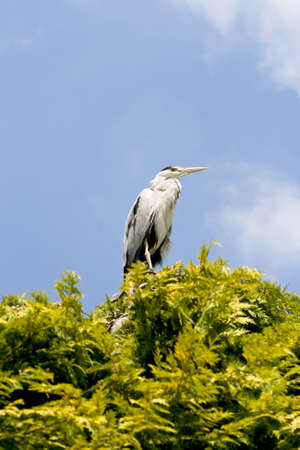 Gray heron, Grey heron (Ardea cineria) on treetop against skyの写真素材