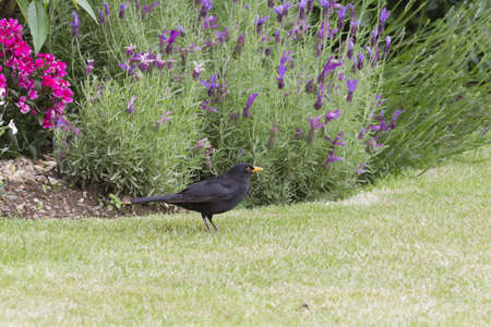 Blackbird in gardenの写真素材