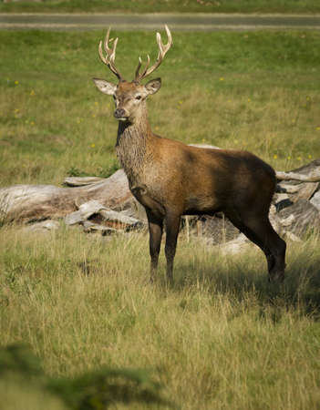 Young Red Deer Stag during the Autumn Rutの写真素材