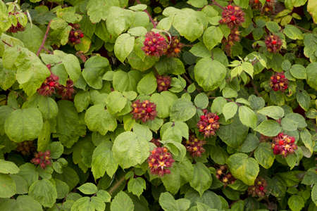 Loganberry background