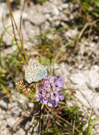Chalkhill blue butterflies mating