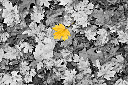 Isolated yellow leaf among black and white autumn leaves
