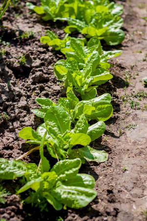 Lettuce crop line growing in the groundの写真素材