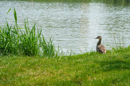 Single female wild duck on the edge of the waterの写真素材
