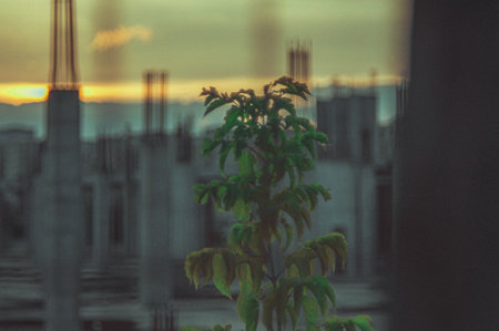 sunset in the cityの写真素材