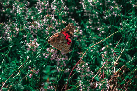 Butterfly hovering over a bush of flowersの写真素材
