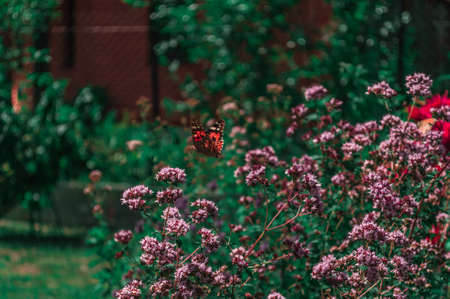 A butterfly sitting on a bush of flowersの写真素材