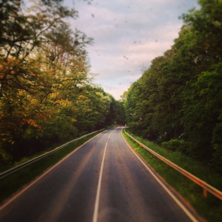 Took this photograph on the road between Croatia and Hungary. The birds were flying all around us and the colours of the trees were so bright.の素材