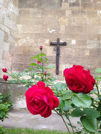 Red roses growing by a Crossの素材