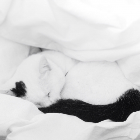 Cat taking a nap between the sheetsの素材