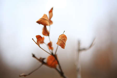 Some leaves and gray sky beyond themの写真素材