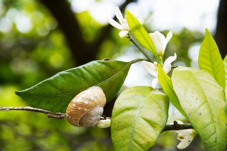 Big snail on the leaf with flowersの写真素材