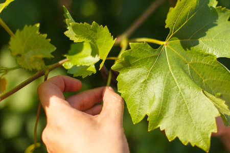 Closeup photo of vine grower's hand cutting grape in the vineyard by sunny weatherの写真素材