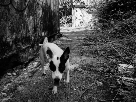 Dogs rompの写真素材