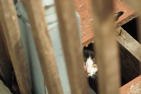 Kitten hiding and looking at meの写真素材