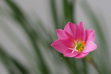 Pink lotus chainaの写真素材