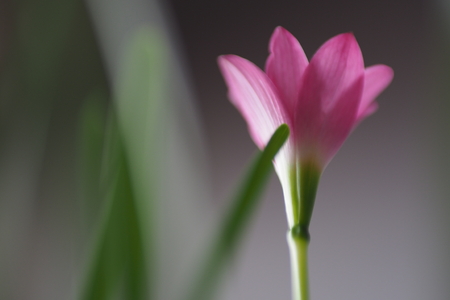 Pink lotus chainaの写真素材