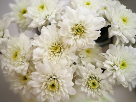 White hrysanthemumの写真素材