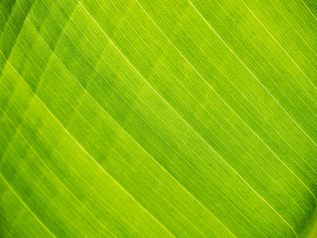 green banana leaf close upの写真素材