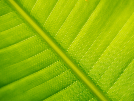 green banana leaf close upの写真素材