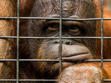 Female orangutan in animal cage feeling Bored at Pata zoo,Bangkok thailandの写真素材