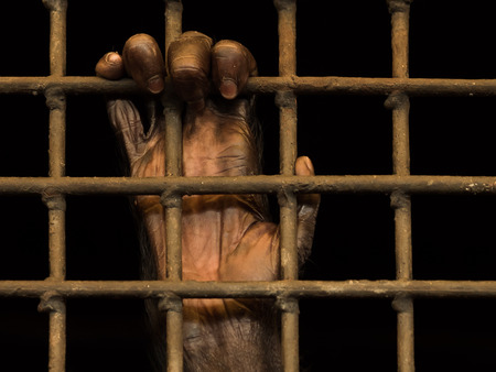 hand of monkey in jail  at Pata Zoo, bangkok thailandの写真素材