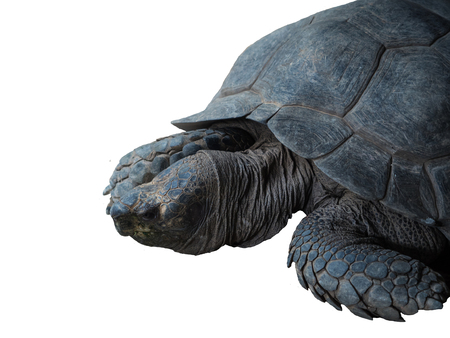 Galapagos Turtle at Dusit zoo,Bangkok,Thailandの写真素材