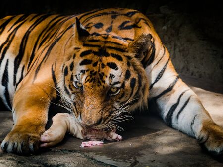 tiger eating meat in Dusit zoo,Bangkok,Thailandの写真素材