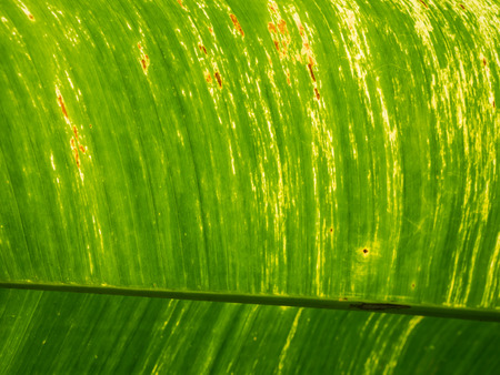 green banana leaf close up
