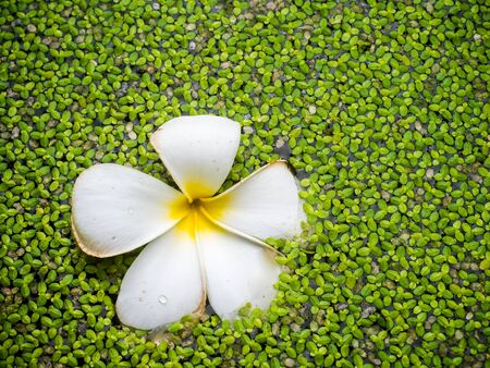 Tropical jasmine flower (plumeria) and water fern on the surface in a pondの写真素材