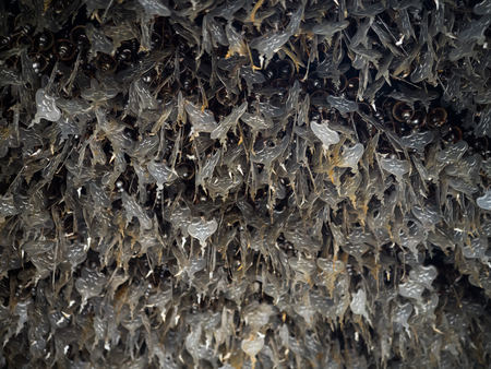 temple silver: bead decorating on silver Bodhi leaf for people to make a wish inの写真素材