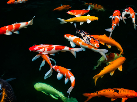Beautiful colorful fancy carp fish swimming in the pondの写真素材
