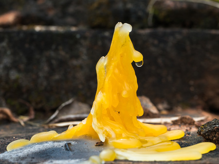 Drop Of Water On candle drippings at templeの写真素材