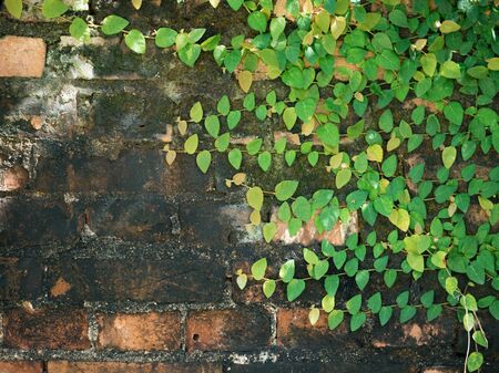Green Creeper Plant Growing On Old Brick wallの写真素材