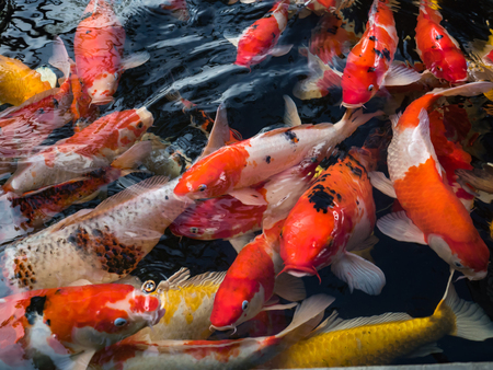 Beautiful colorful fancy carp fish swimming in the pondの写真素材