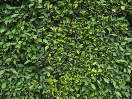 Close up Korean Banyan tree leaves background
