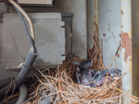 closeup of Baby Pigeon Nest in load panel boxの写真素材